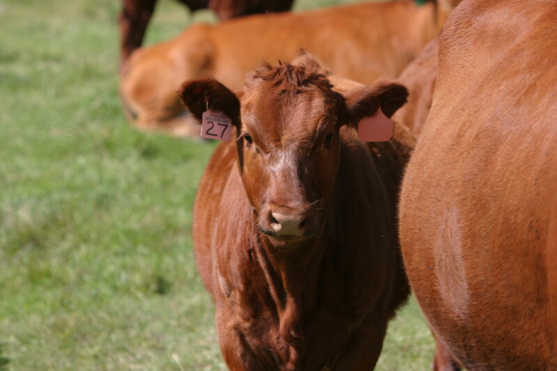 Beef Cattle in Canada — Beef cattle in Central Alberta, Canada — Canada, Alberta, cow, cows, cattle