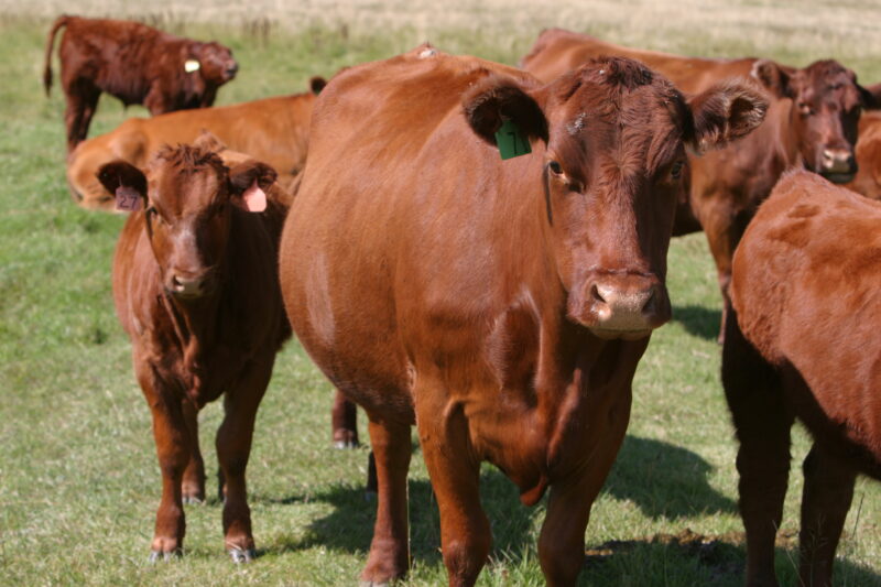 Beef Cattle in Canada — Beef cattle in Central Alberta, Canada — Canada, Alberta, cow, cows, cattle