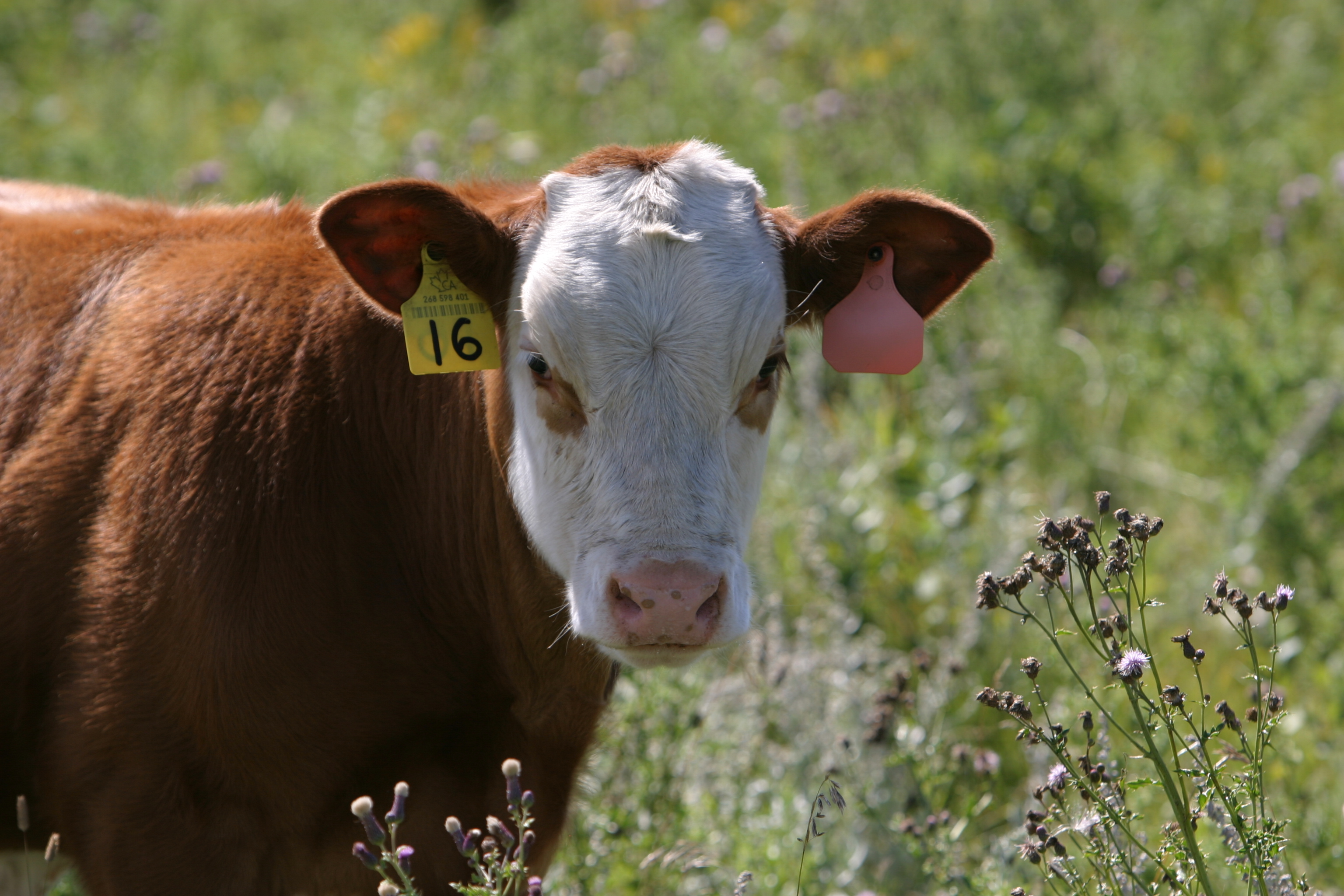 Beef Cattle in Canada