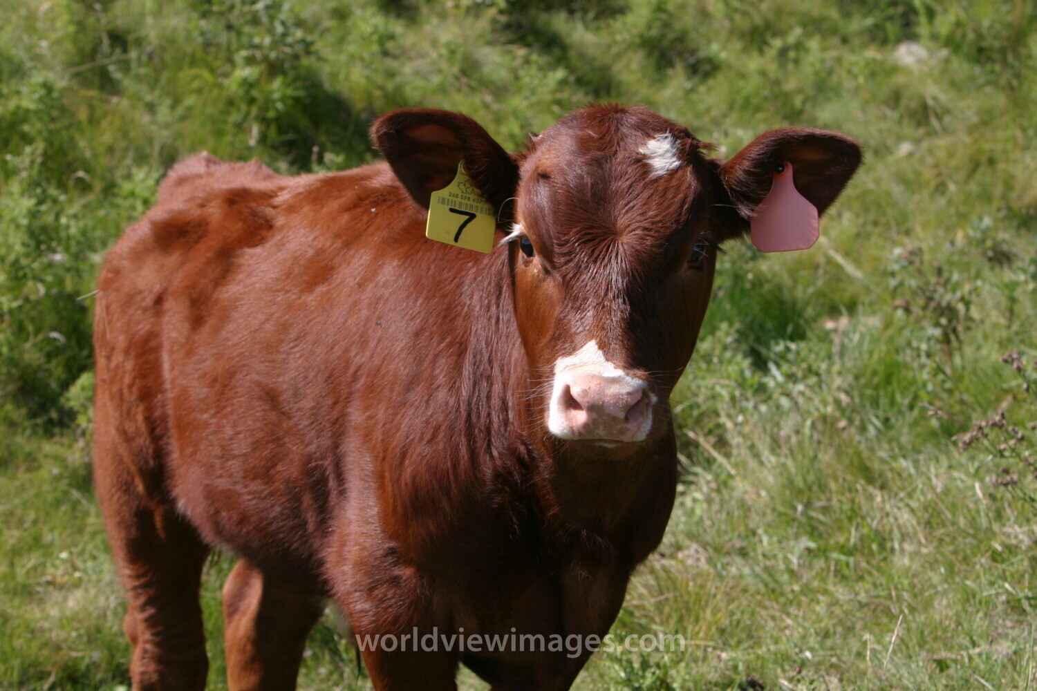 Beef Cattle in Canada