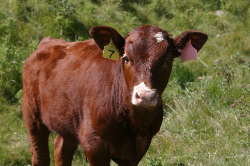Beef Cattle in Canada — Beef cattle in Central Alberta, Canada — Canada, Alberta, cow, cows, cattle