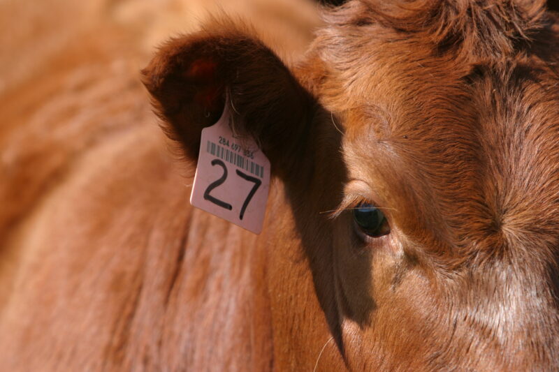 Beef Cattle in Canada — Beef cattle in Central Alberta, Canada — Canada, Alberta, cow, cows, cattle
