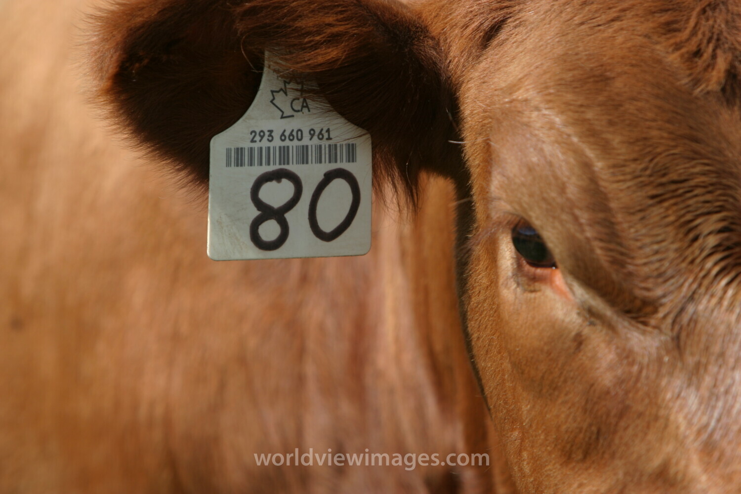 Beef Cattle in Canada