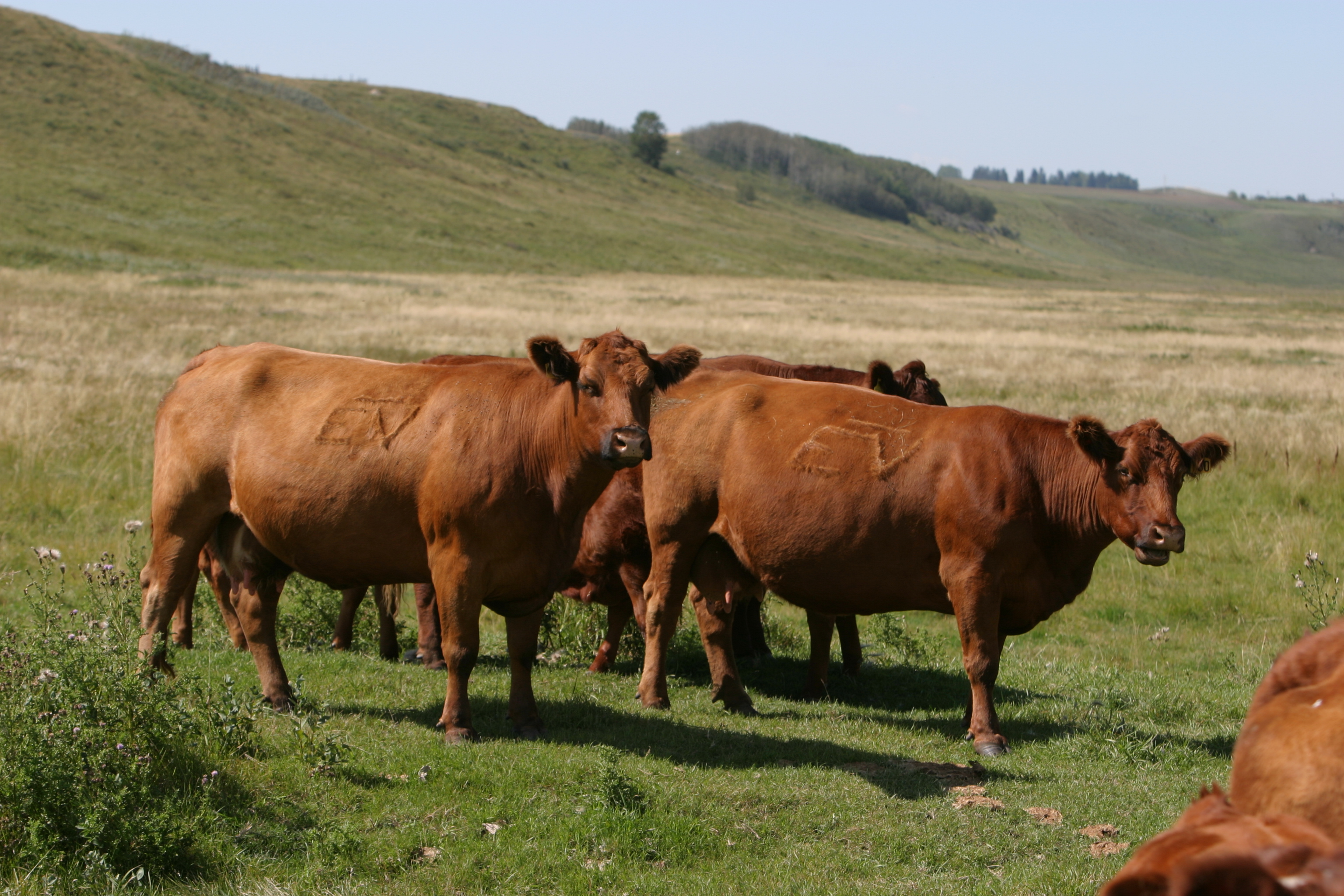 Beef Cattle in Canada