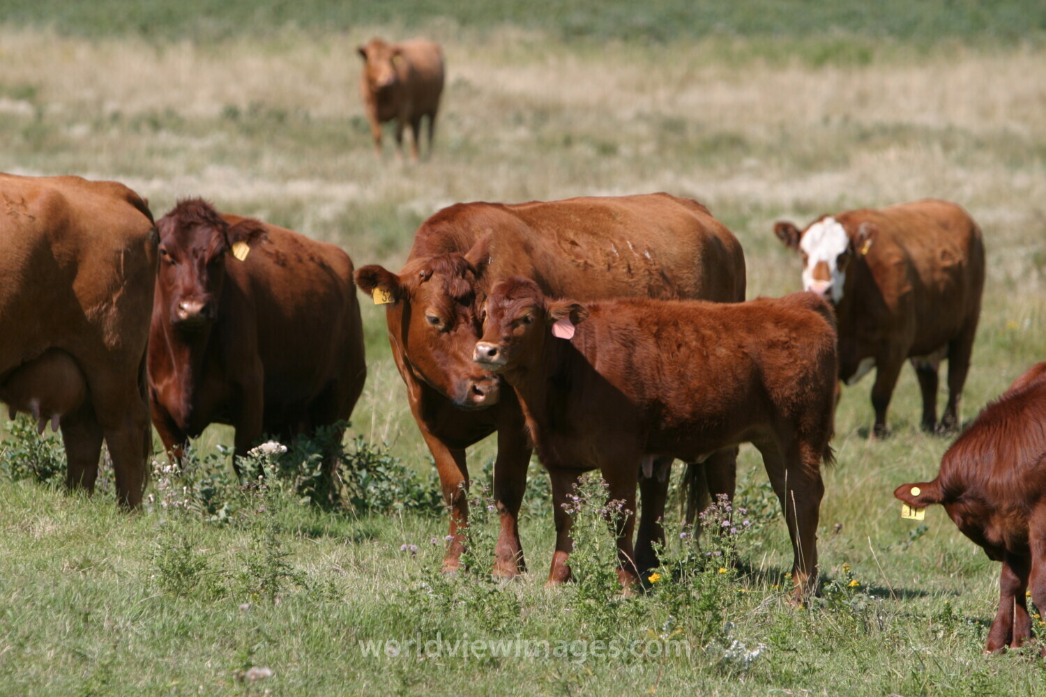 Beef Cattle in Canada