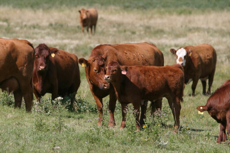 Beef Cattle in Canada — Beef cattle in Central Alberta, Canada — Canada, Alberta, cow, cows, cattle