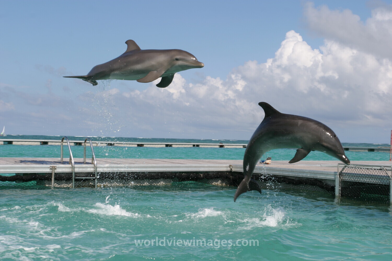 Dolphins