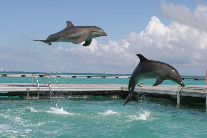 Dolphins — Dominican Republic, Caribbean