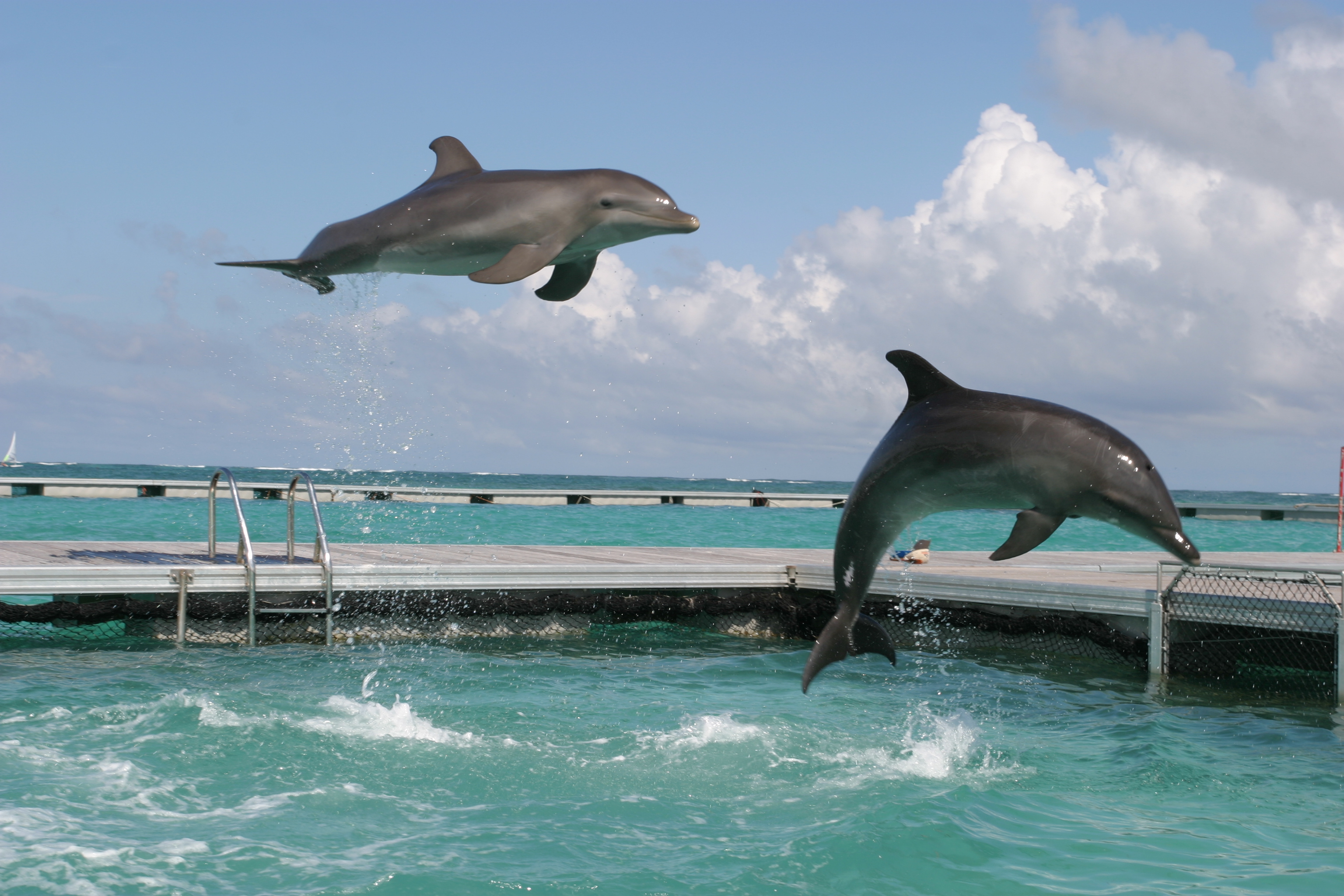 Dolphins