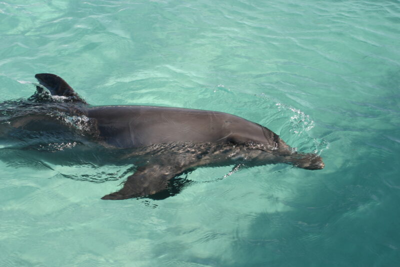 Dolphins — Dominican Republic, Caribbean