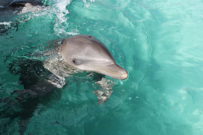 Dolphins — Dominican Republic, Caribbean