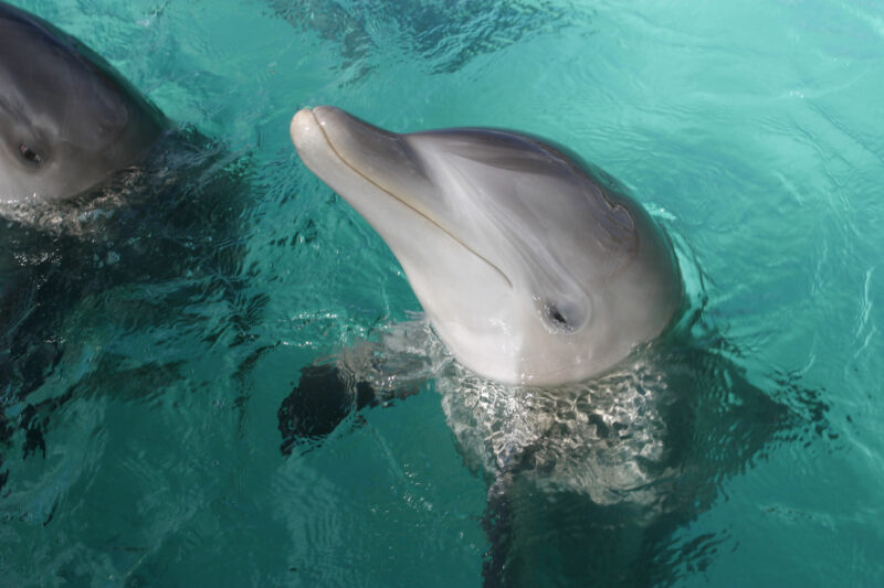 Dolphins — Dominican Republic, Caribbean