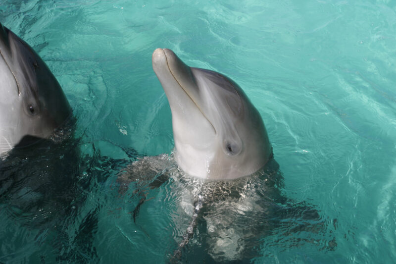 Dolphins — Dominican Republic, Caribbean