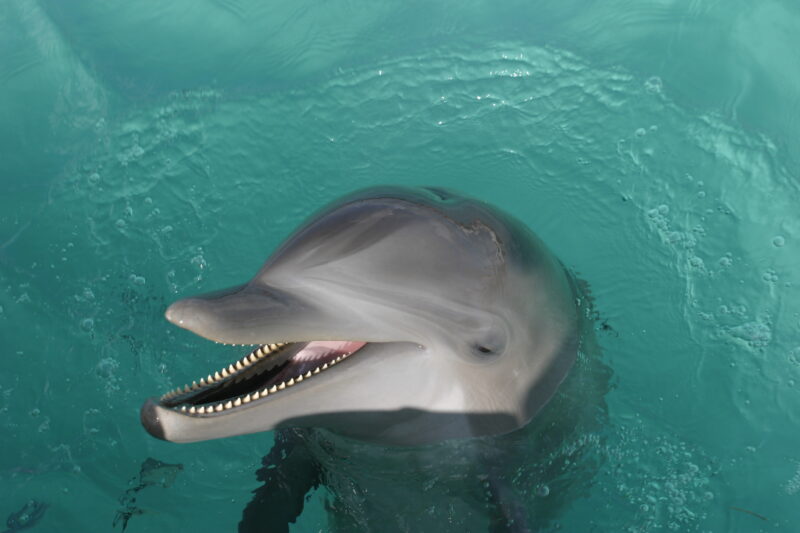 Dolphins — Dominican Republic, Caribbean