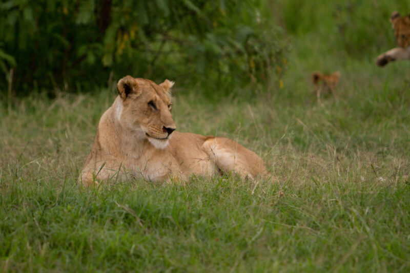 Lions in Kenya — A lioness and her cubs at Masai Mara game Park in Kenya Maasai Mara — Africa, Kenya, lion, lions, cub