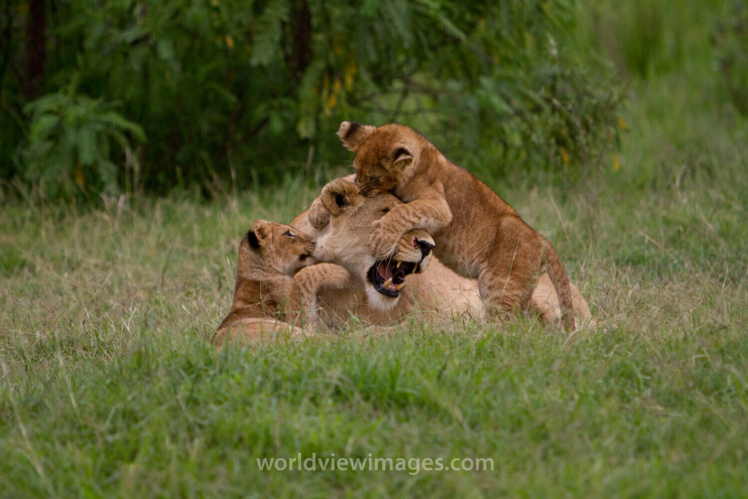 Lions in Kenya