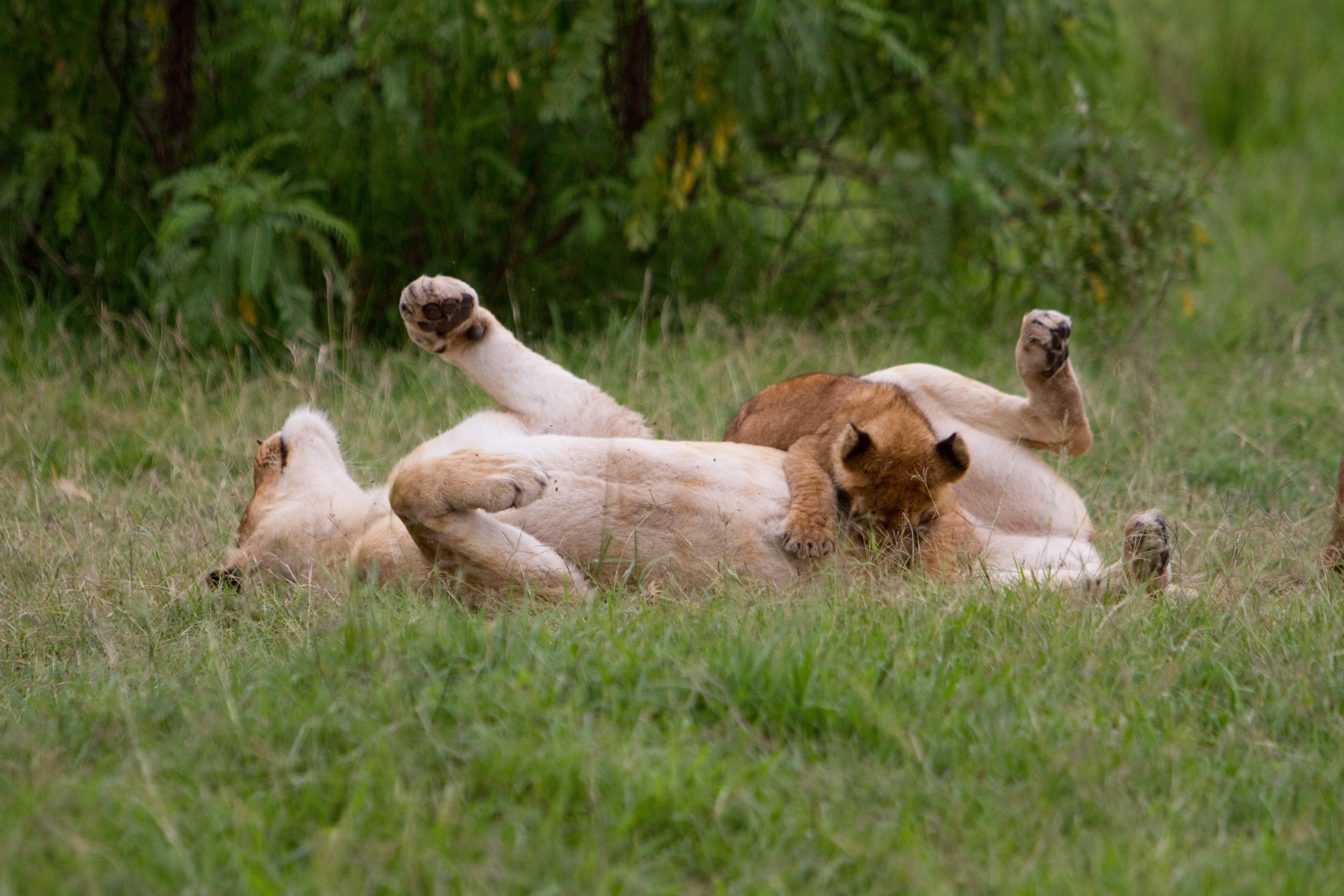 Lions in Kenya