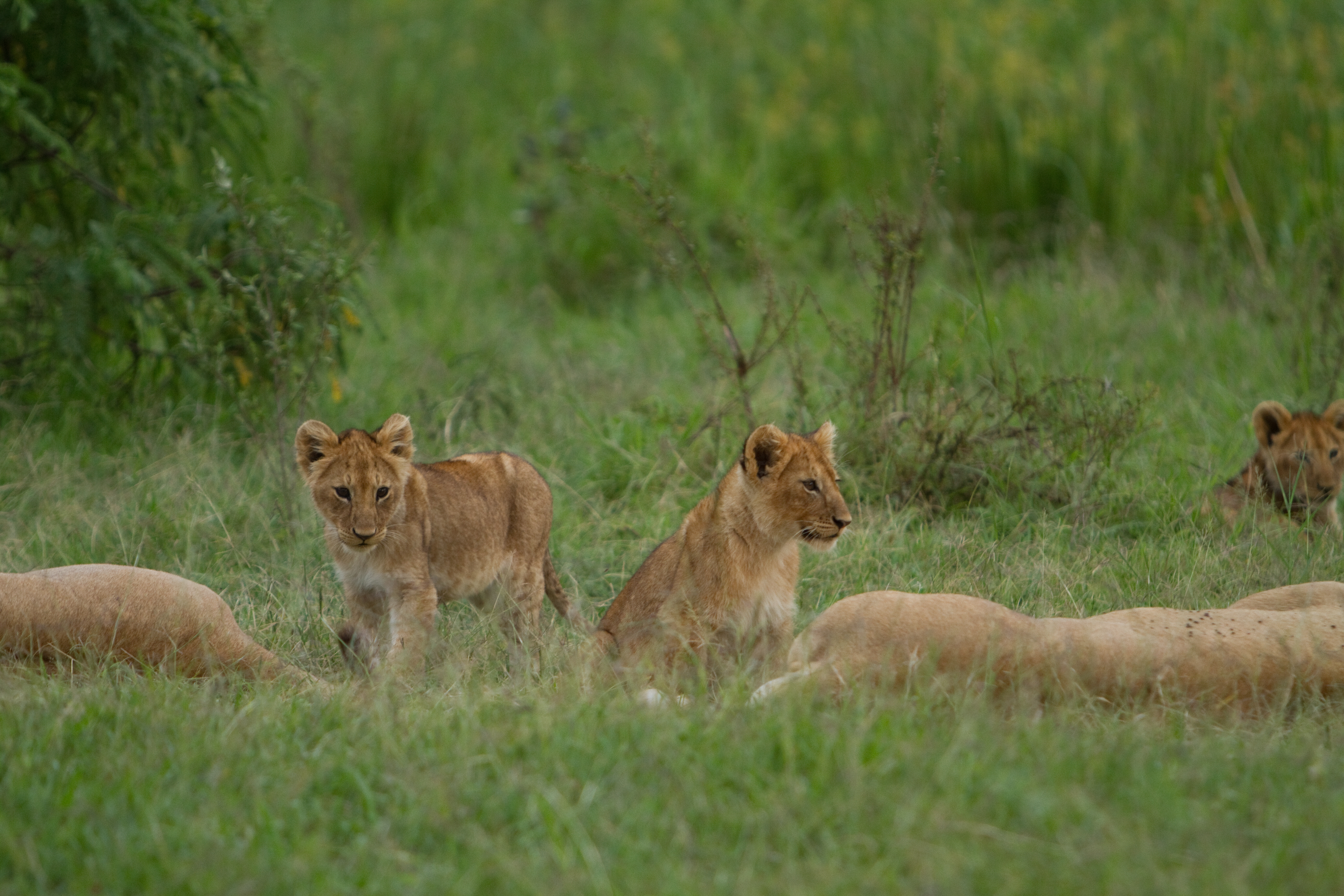 Lions in Kenya