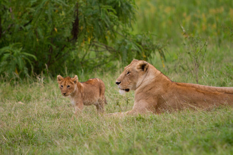 Lions in Kenya — A lioness and her cubs at Masai Mara game Park in Kenya Maasai Mara — Africa, Kenya, lion, lions, cub