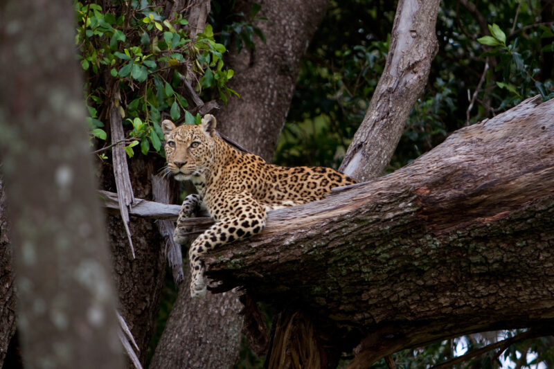 Leopard — Africa, Kenya, leopard, tree, cat
