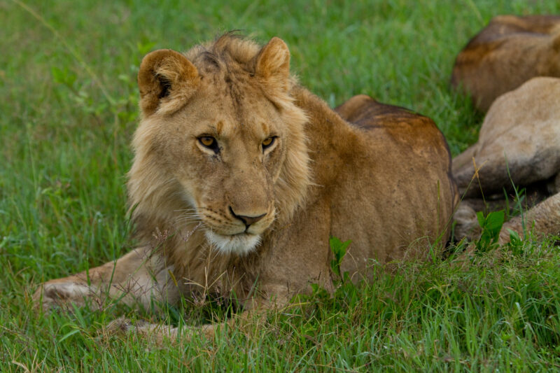 Lions in Kenya — Lions of Masai Mara Game Park in Kenya Maasai Mara — Africa, Kenya, lion, lions, king