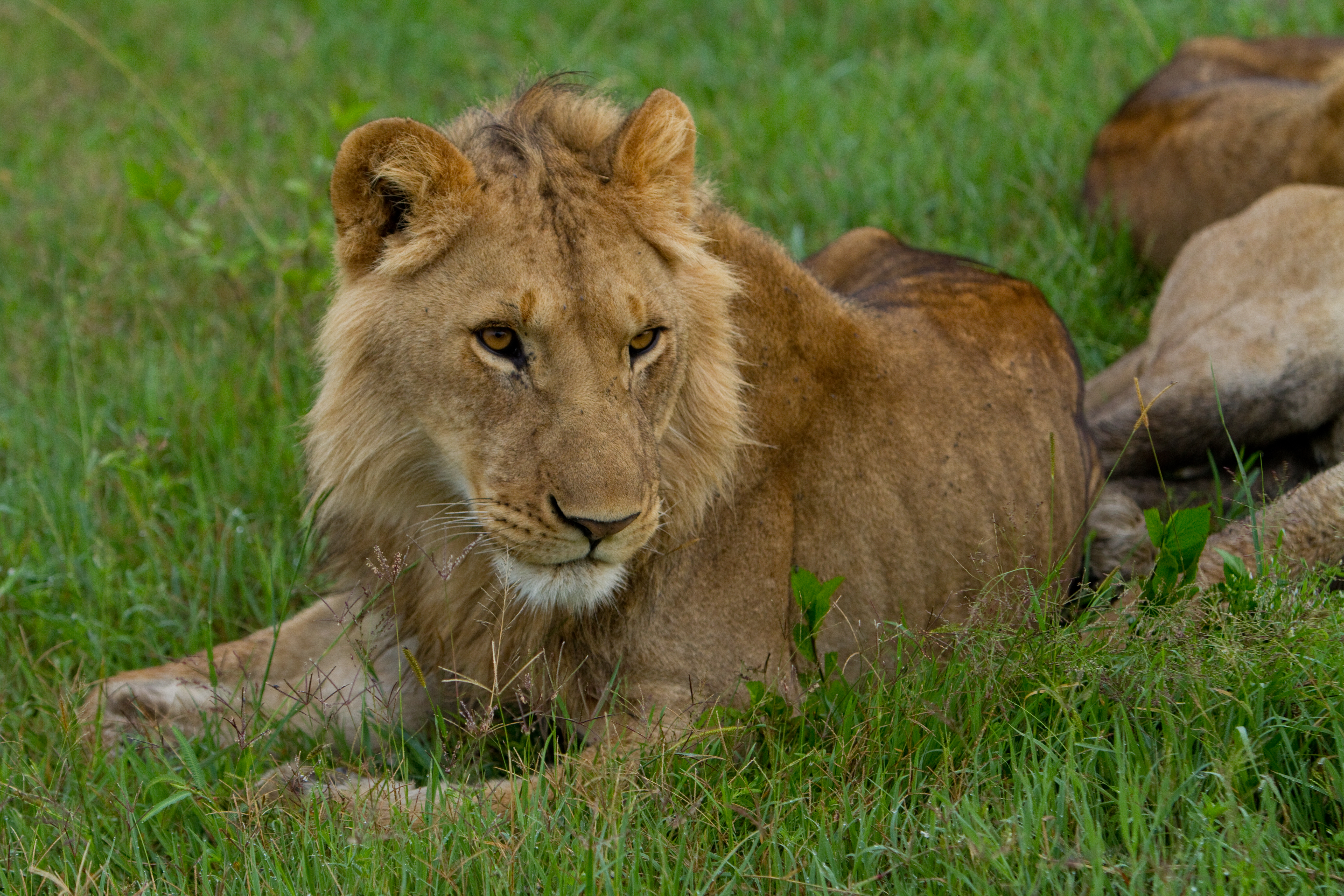 Lions in Kenya