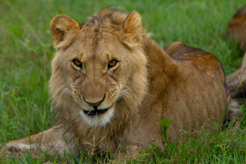Lions in Kenya — Lions of Masai Mara Game Park in Kenya Maasai Mara — Africa, Kenya, lion, lions, king