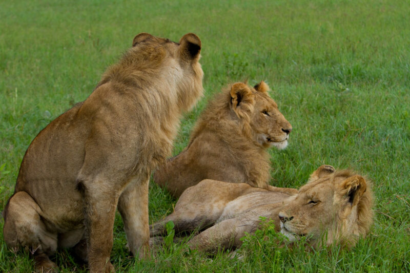 Lions in Kenya — Lions of Masai Mara Game Park in Kenya Maasai Mara — Africa, Kenya, lion, lions, king