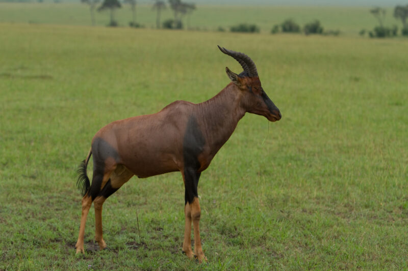 Topi in Kenya — Topi, a large antelope in Masai Mara Game Park in Kenya, West Africa — Africa, Kenya, Topi, Antelope, Masai Mara