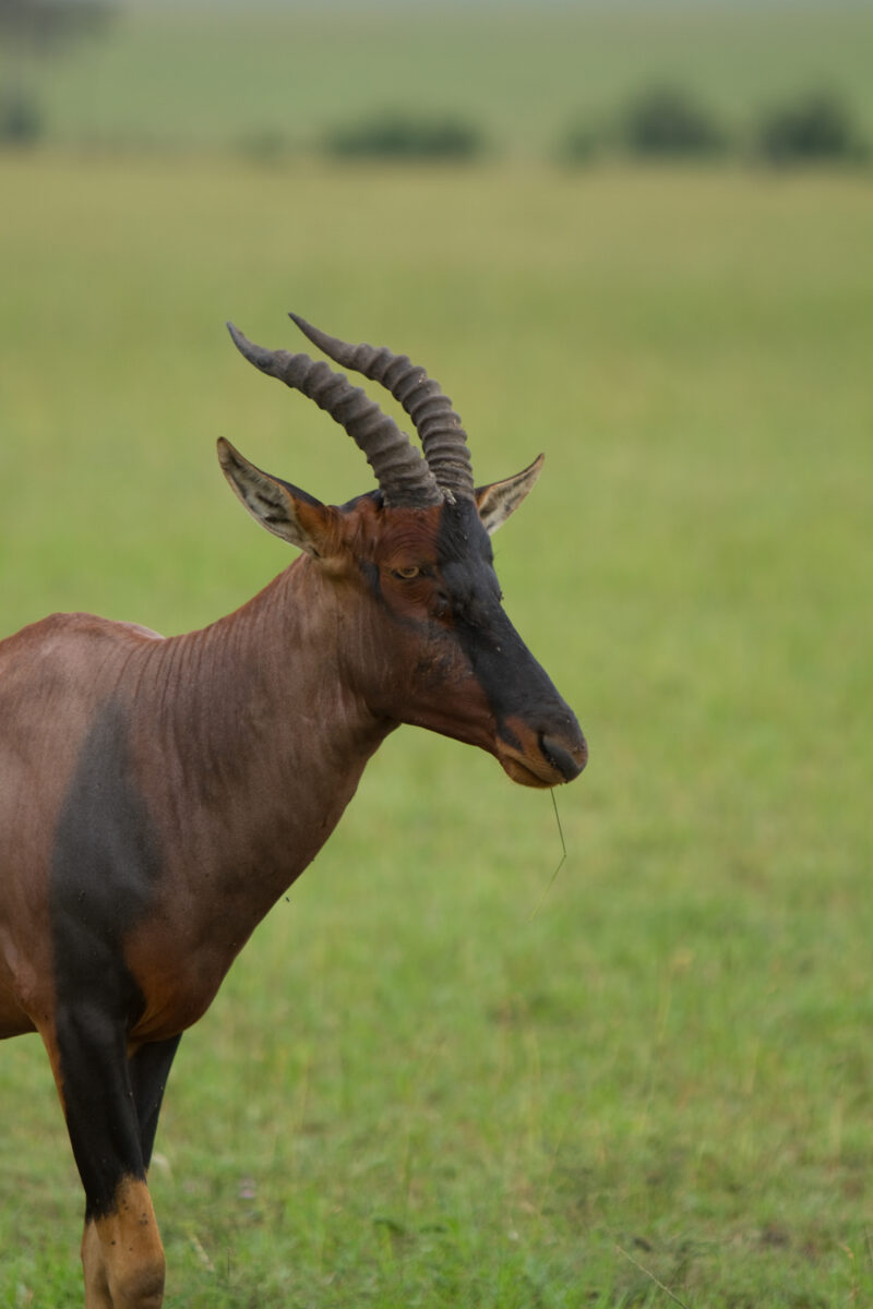 Topi in Kenya — Topi, a large antelope in Masai Mara Game Park in Kenya, West Africa — Africa, Kenya, Topi, Antelope, Masai Mara