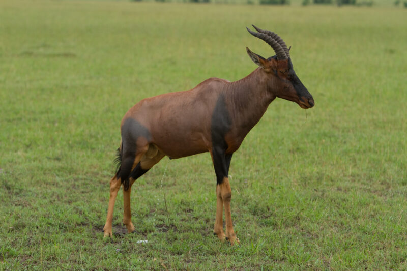 Topi in Kenya — Topi, a large antelope in Masai Mara Game Park in Kenya, West Africa — Africa, Kenya, Topi, Antelope, Masai Mara