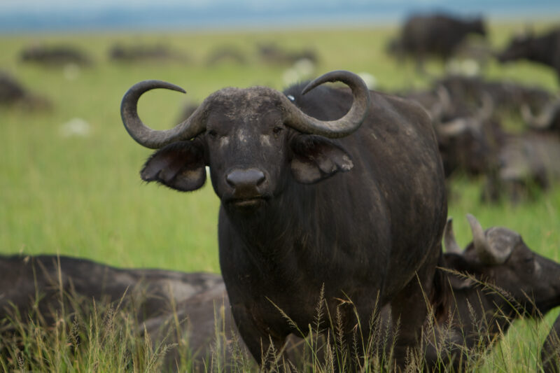 Buffalos — Africa, Kenya, Maasai Mara, Masai Mara, buffalo