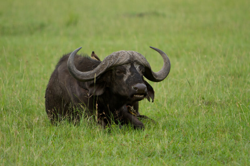 Buffalos — Africa, Kenya, Maasai Mara, Masai Mara, buffalo