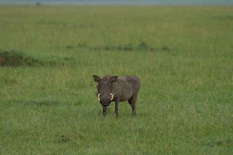 Photo: Warthog — Africa, Kenya, Warthog