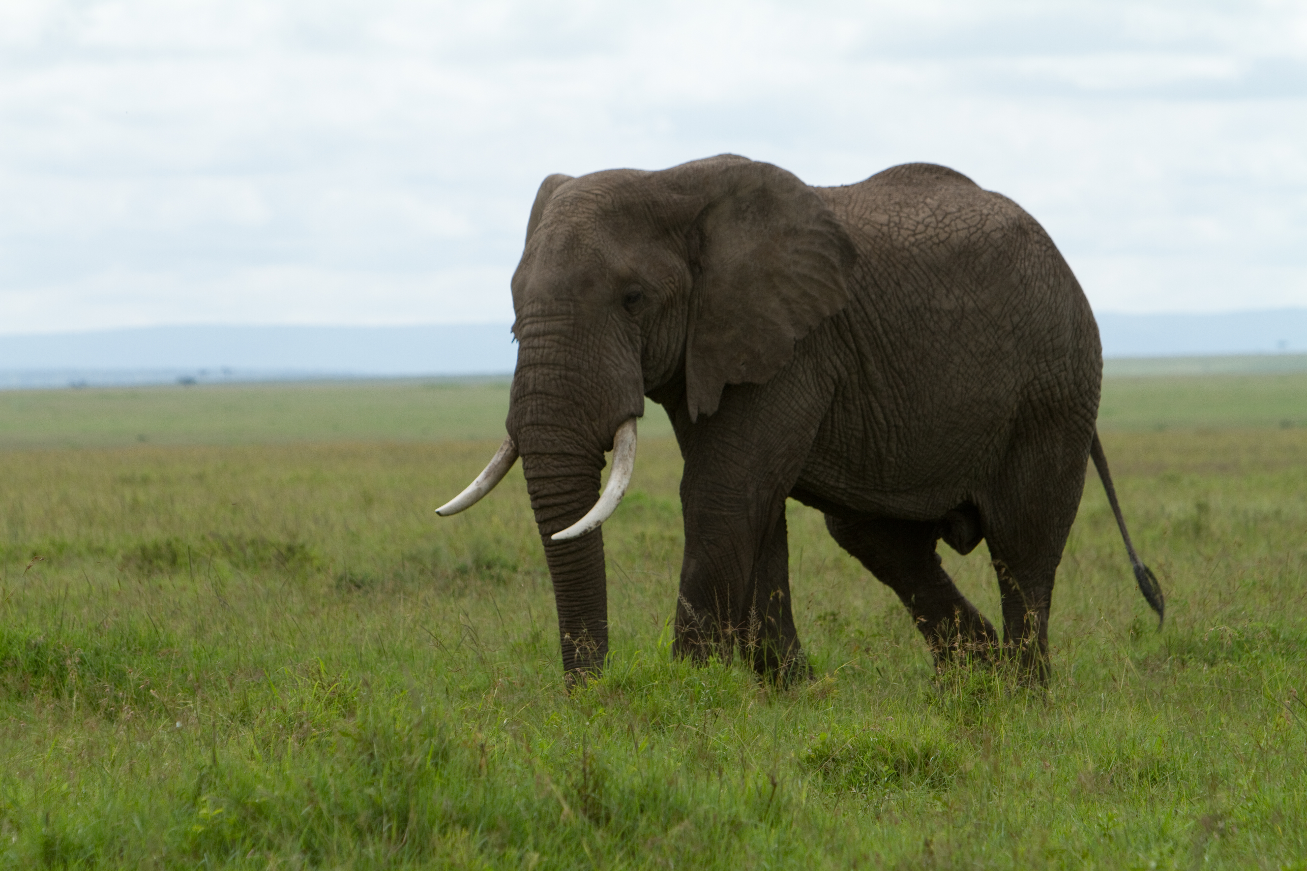 Elephants in Kenya