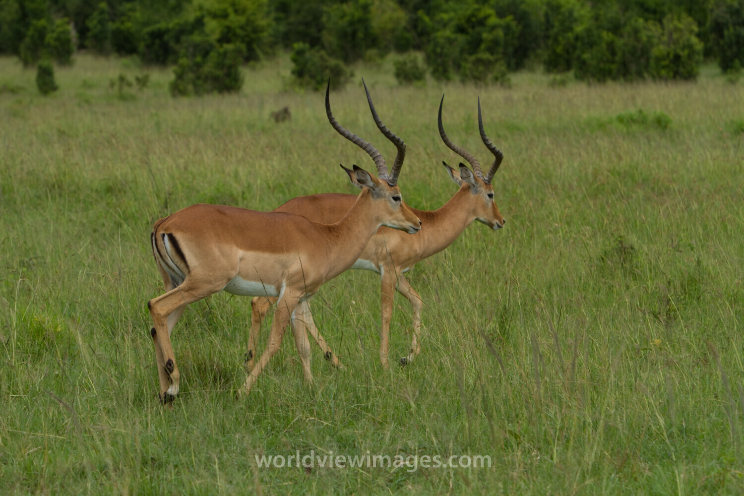 Impala in Kenya