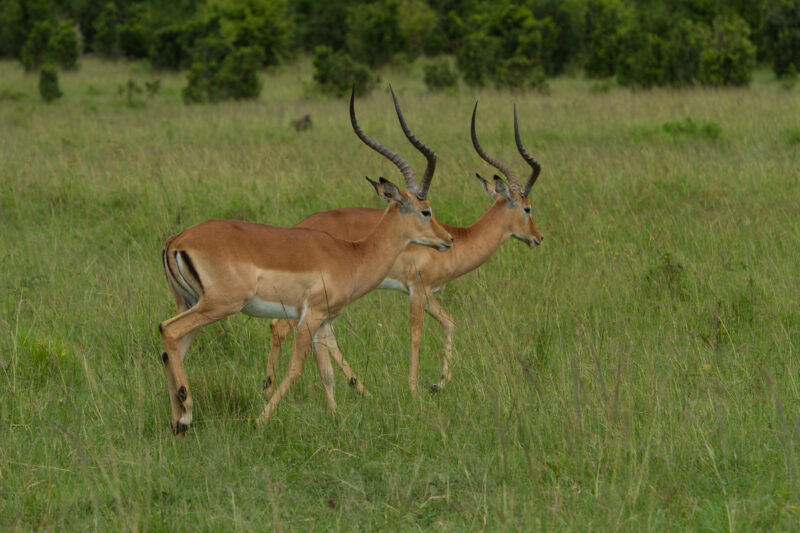 Impala in Kenya — The beautiful Impala in Masai Mara Nationa Game Park in Kenya, West Africa Maasai Mara — Africa, Kenya