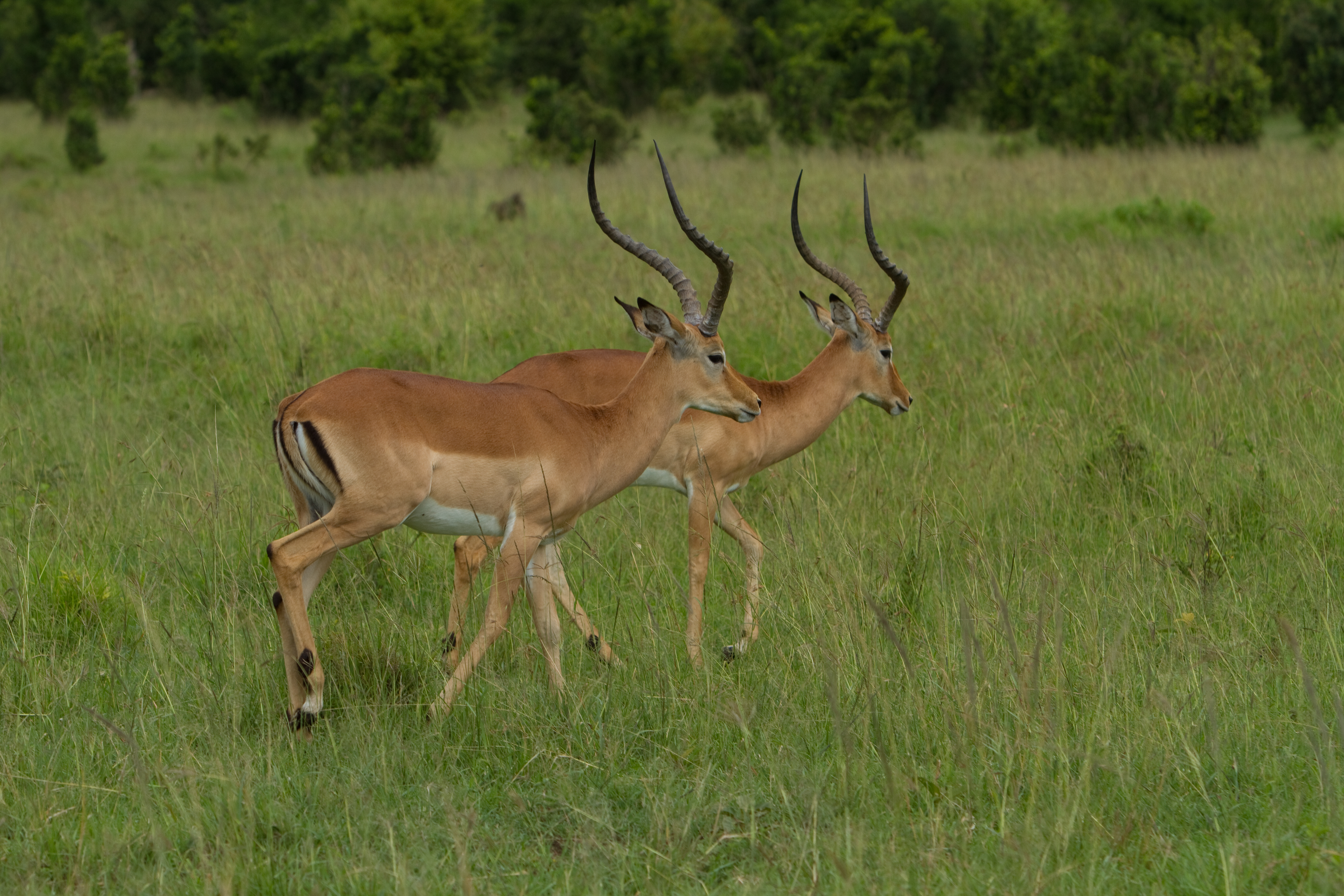Impala in Kenya