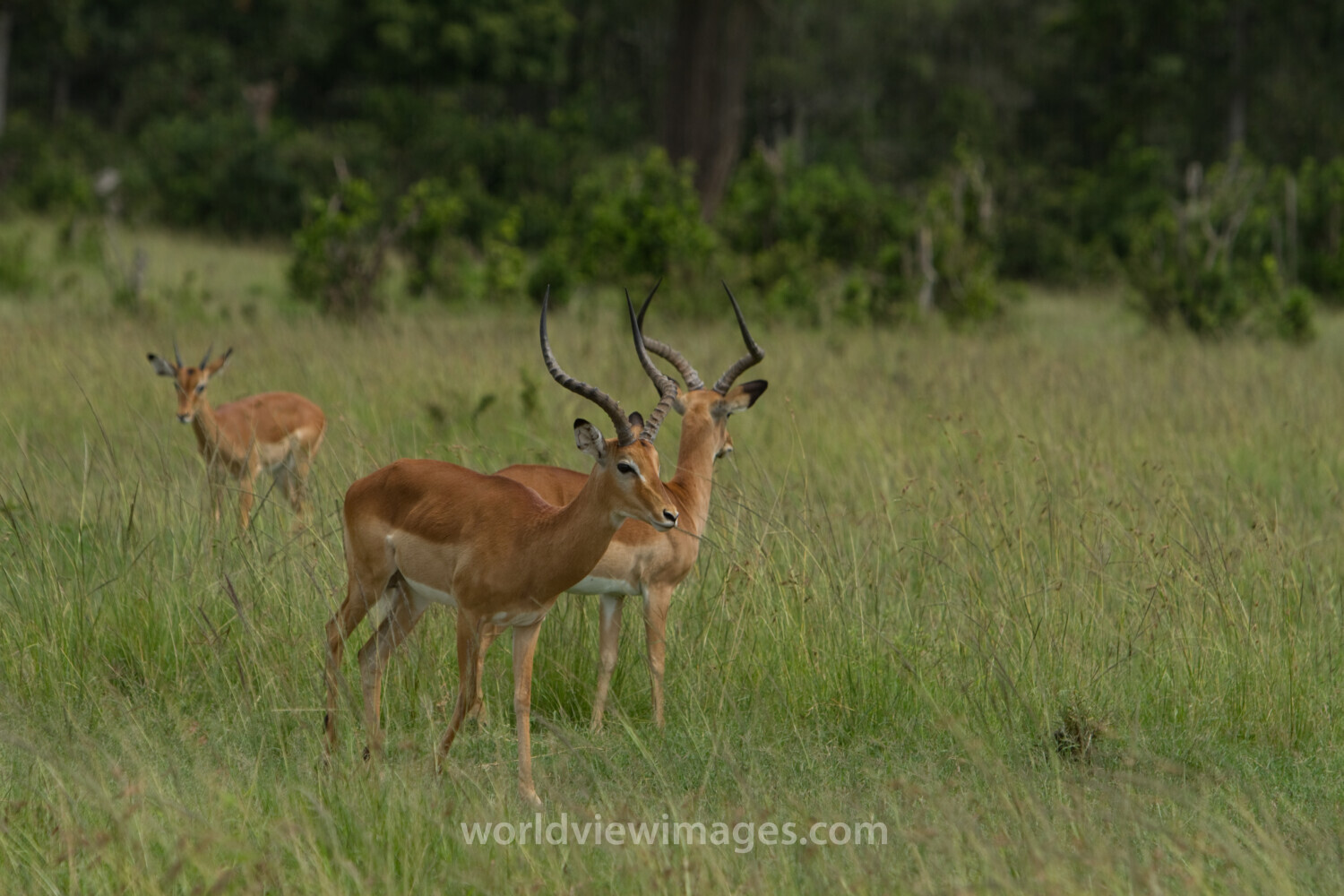 Impala in Kenya
