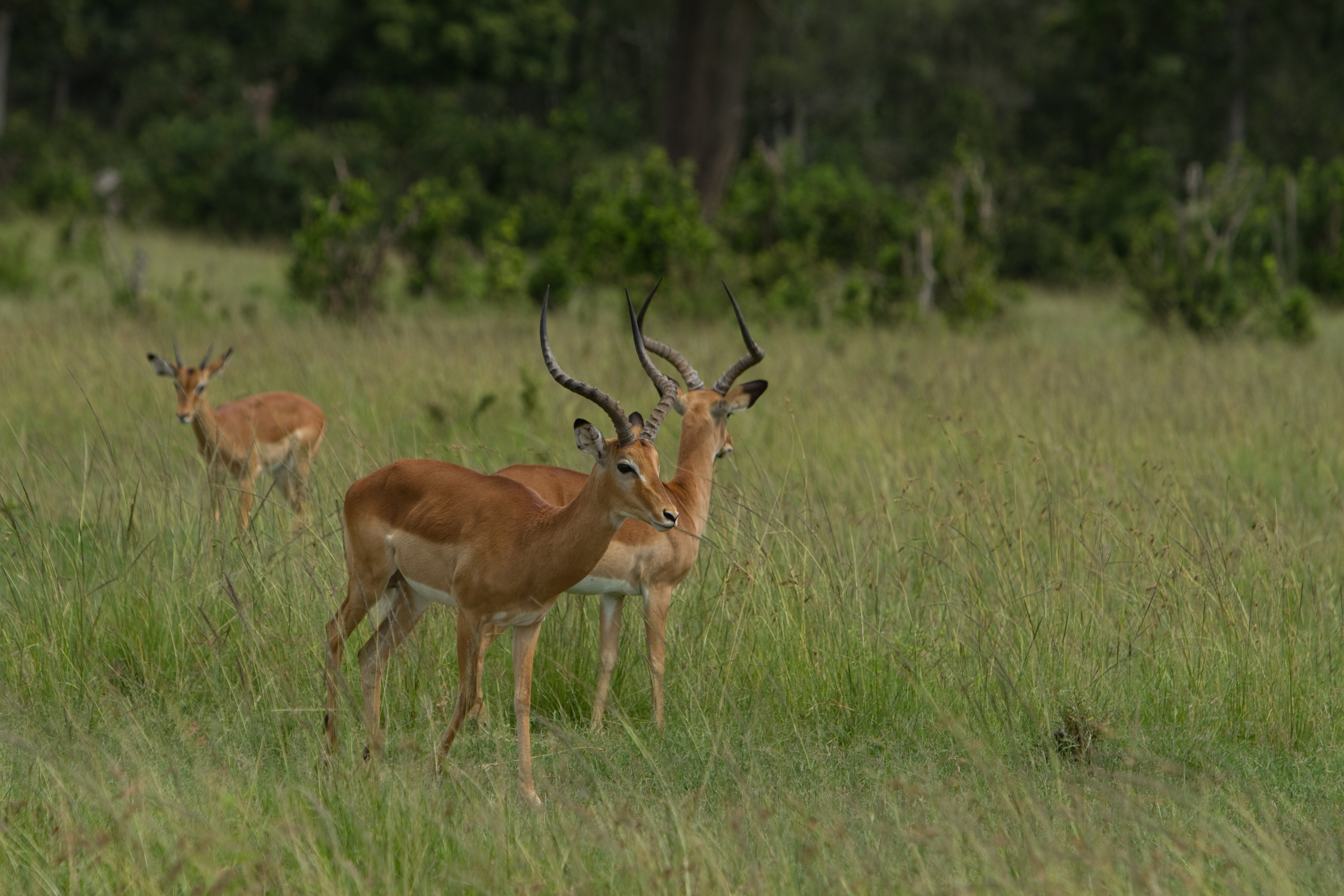 Impala in Kenya