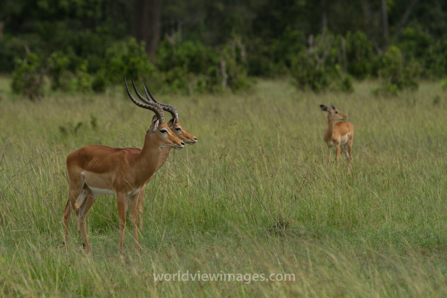 Impala in Kenya