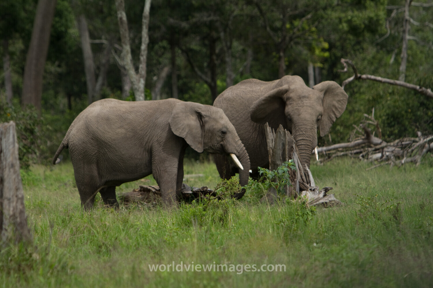Elephants in Kenya