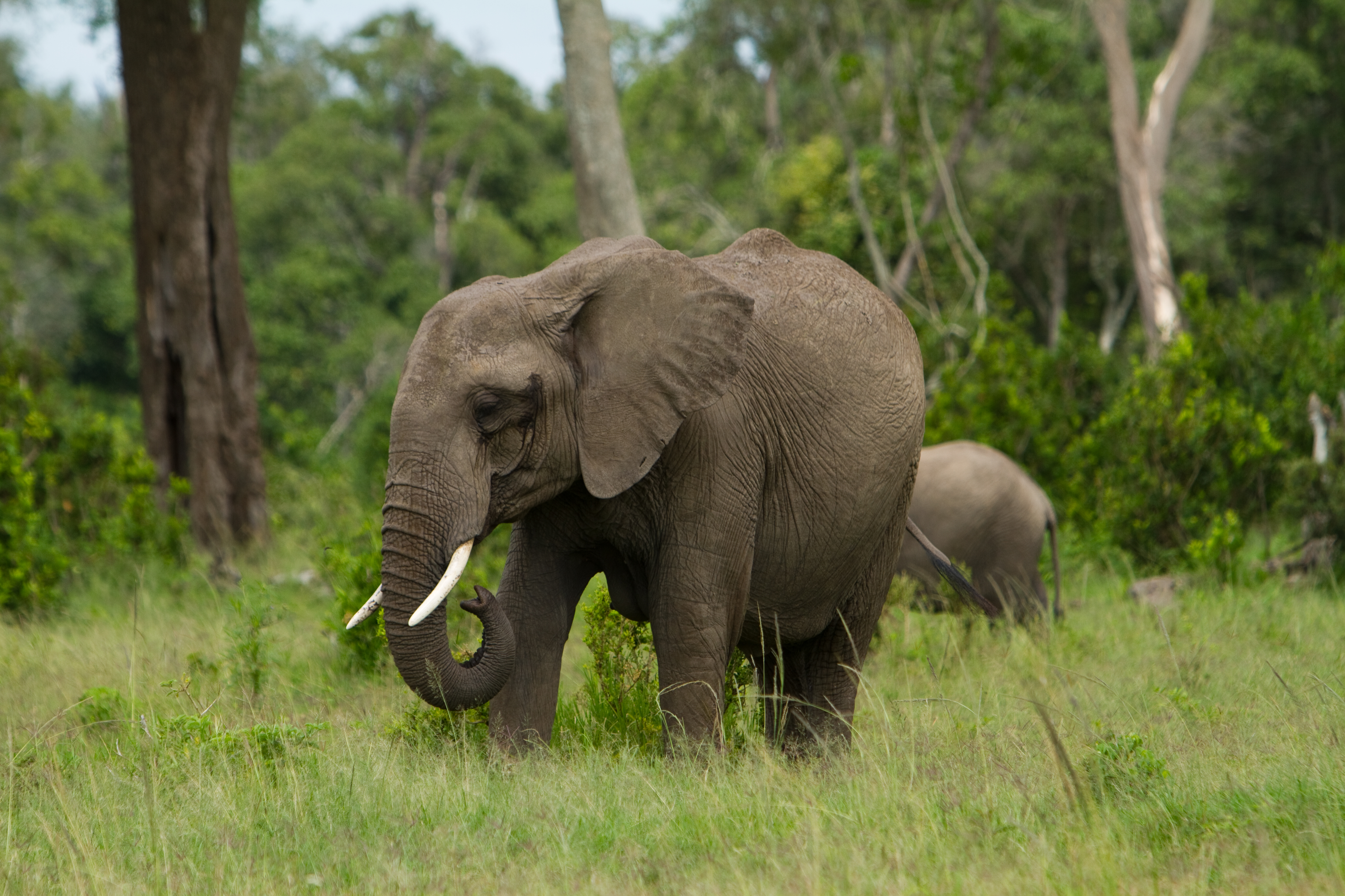 Elephants in Kenya