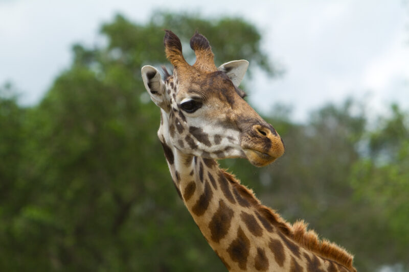 Giraffes in Kenya — Beautiful giraffes Enjoy life in the safety of Masai Mara Game Park in Kenya Africa Maasai Mara — Africa, Kenya, animals, giraffes, Game ...