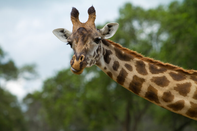 Giraffes in Kenya — Beautiful giraffes Enjoy life in the safety of Masai Mara Game Park in Kenya Africa Maasai Mara — Africa, Kenya, animals, giraffes, Game ...