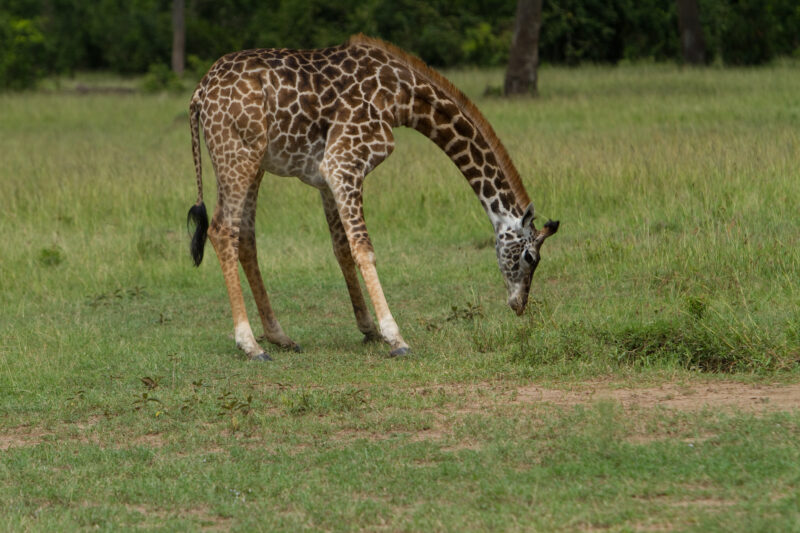 Giraffes in Kenya — Beautiful giraffes Enjoy life in the safety of Masai Mara Game Park in Kenya Africa Maasai Mara — Africa, Kenya, animals, giraffes, Game ...