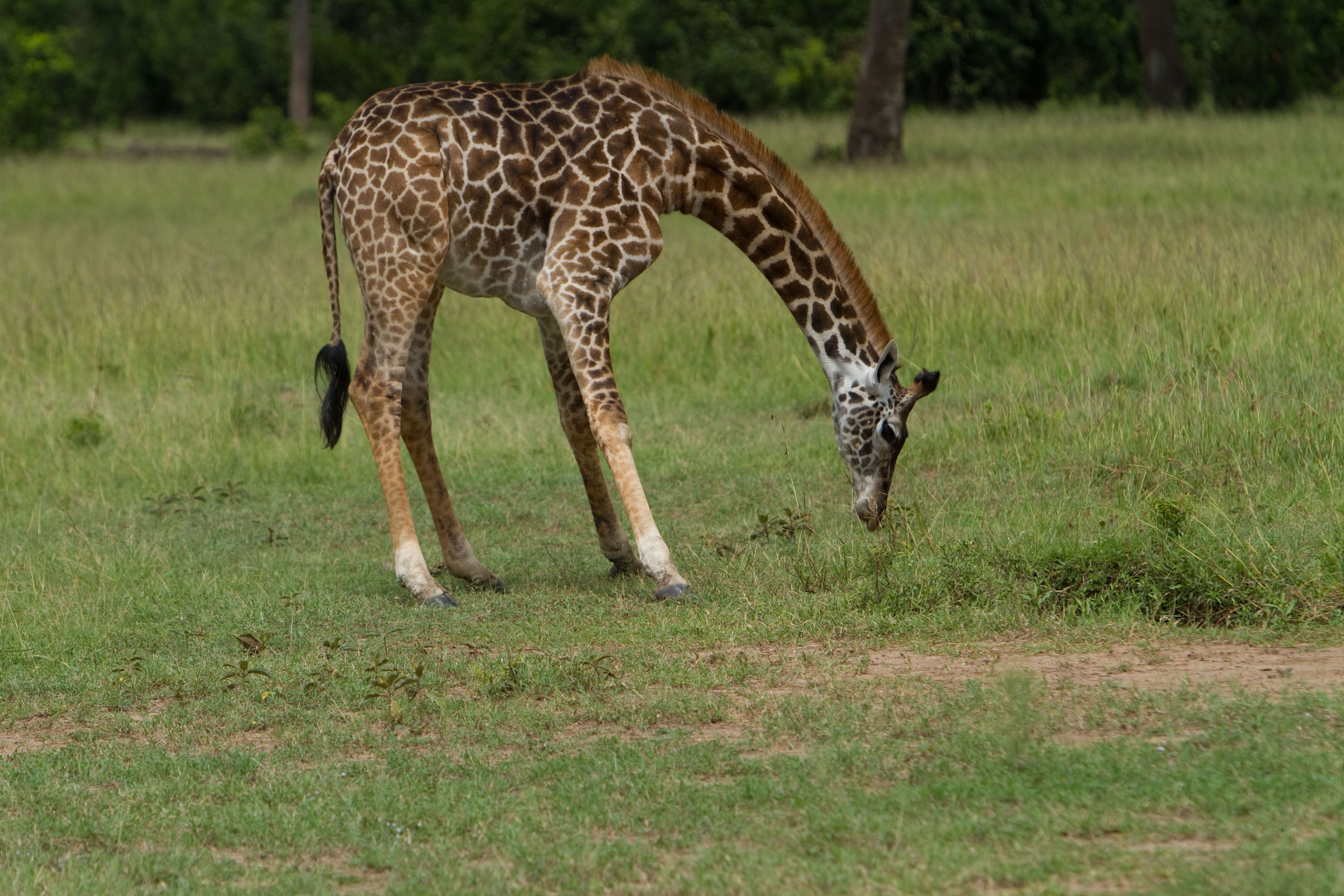 Giraffes in Kenya