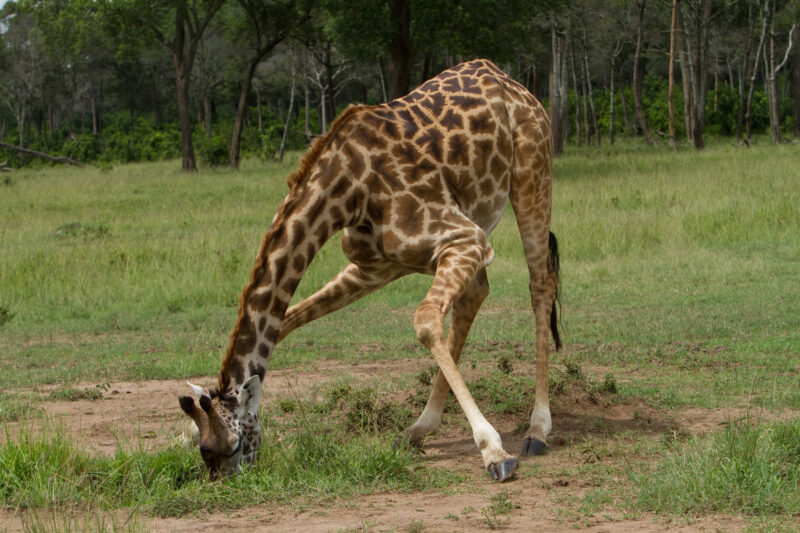 Stock Images of Animals_00315 — Africa, Kenya