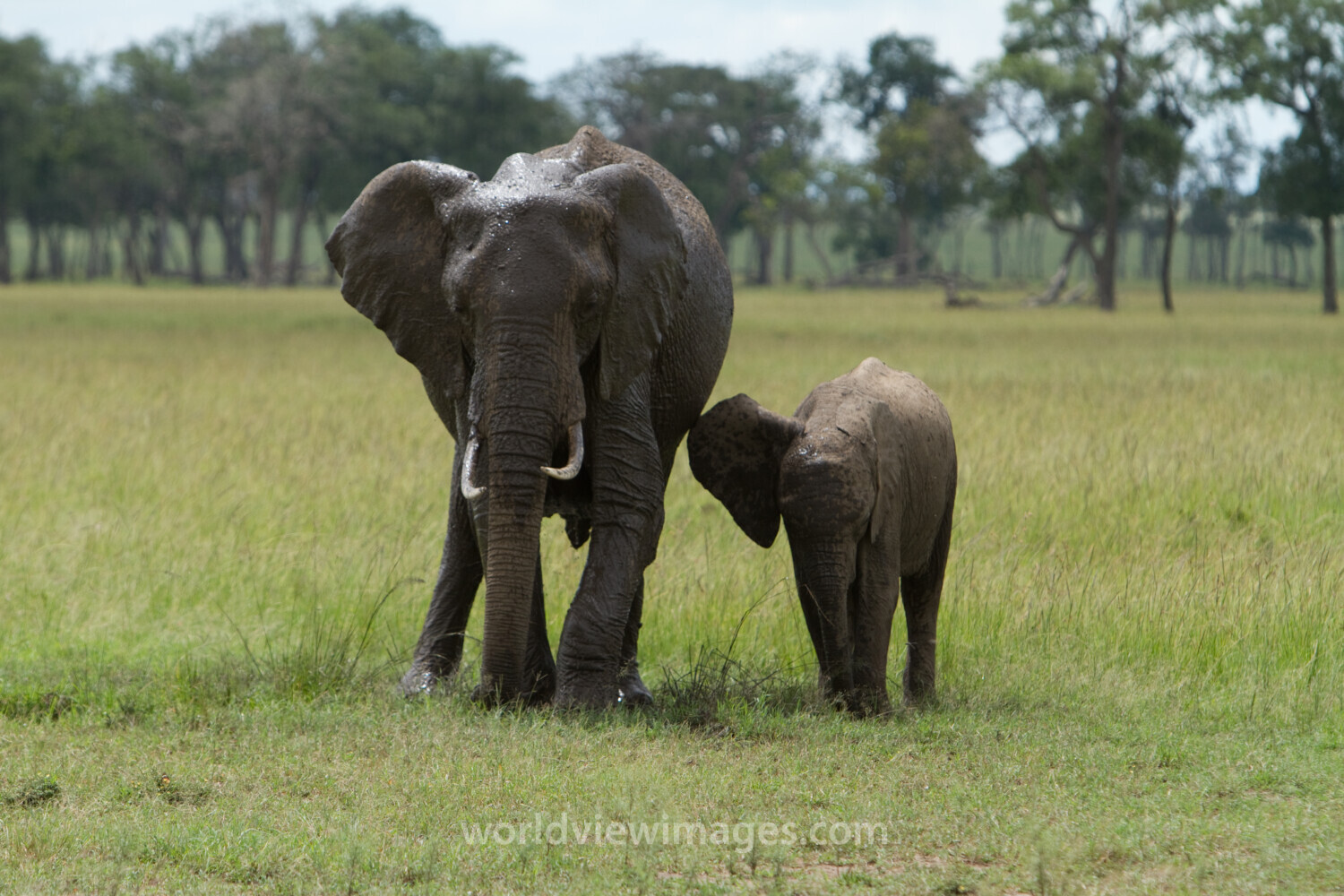 Elephants in Kenya