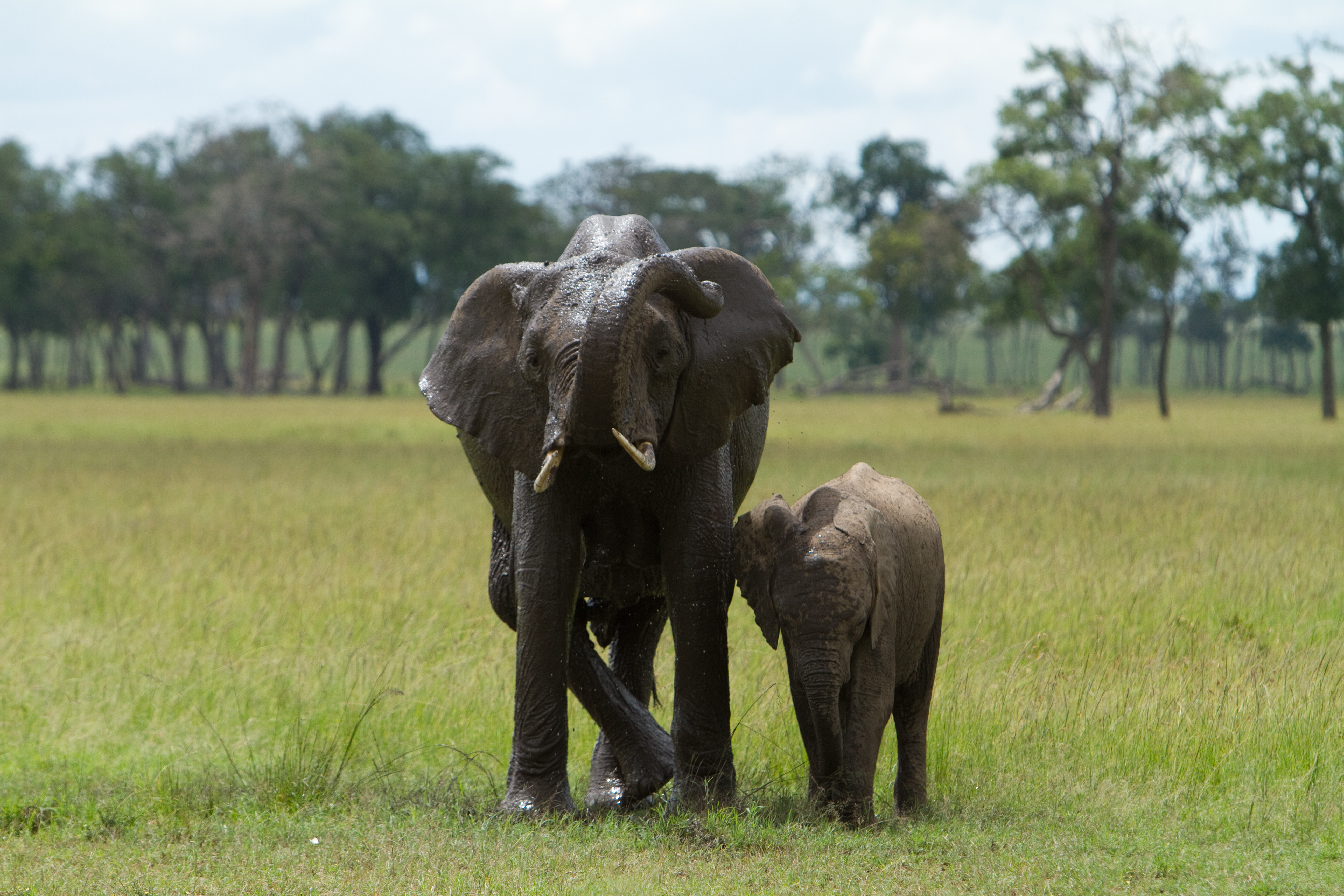 Elephants in Kenya